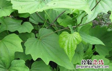 穿山龙的功效与作用 穿山龙的功效与作用,穿山龙的副作用
