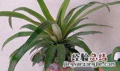 菠萝头用水养出根后怎样种植 菠萝头放水里能生根吗