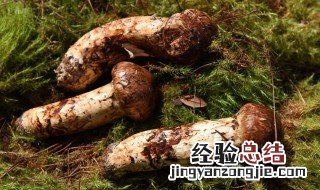 香格里拉松茸季节是什么时候 云南香格里拉松茸季节
