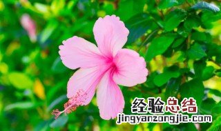 江畔独步寻花是哪个季节的景象 江畔独步寻花是哪个季节的景色