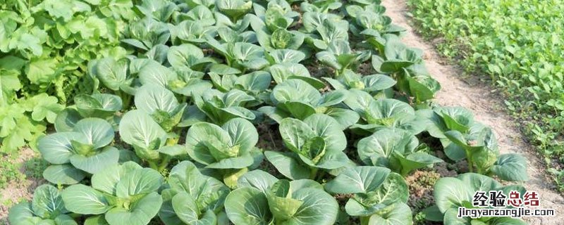 草铵膦不能与什么混用 代森铵不能和什么混用