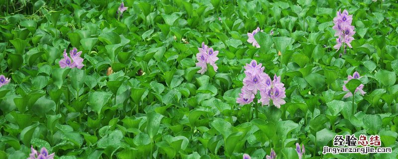 小龙虾用什么水养殖 水葫芦养小龙虾怎么样