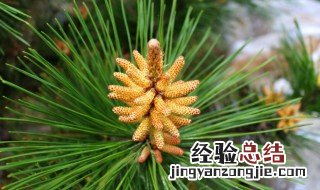 松树花的功效与作用及食用方法禁忌 松树花的功效与作用及食用方法