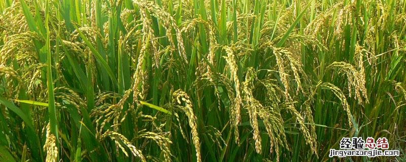 在现代农业生产中为什么大力提倡进行生物防治