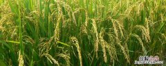 在现代农业生产中为什么大力提倡进行生物防治