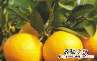 橘和桔子的区别在哪里 橘和桔子的区别