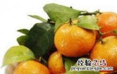 橘和桔子的区别在哪里 橘和桔子的区别