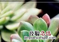 红稚莲图片 红稚莲的图片