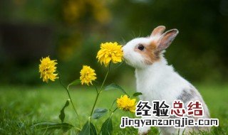 形容兔子特征的成语 形容兔子特征的成语有哪些