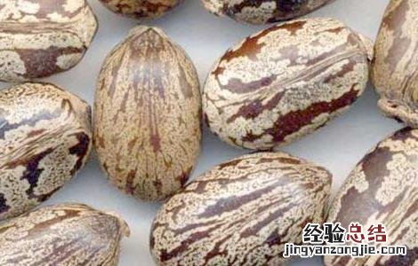 蓖麻油的功效与作用 食用蓖麻油的功效与作用