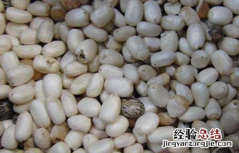 蓖麻油的功效与作用 食用蓖麻油的功效与作用