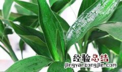 怎么种龙竹 龙竹怎么养好看