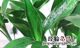 怎么种龙竹 龙竹怎么养好看