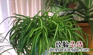 匍匐茎怎么种 匍匐茎怎么种植视频
