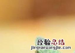 子宝多肉怎么养肥 多肉子宝怎么养