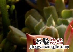 吉娃莲怎么养殖 吉娃莲怎么养