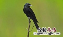 黑卷尾什么季节多 黑卷尾什么时候繁殖