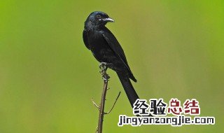 黑卷尾什么季节多 黑卷尾什么时候繁殖