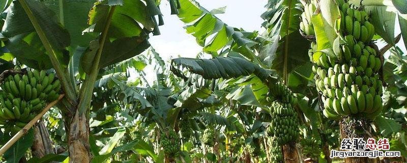 香蕉从种植到成熟需要多少个月 香蕉从种植到成熟大约需要几个月