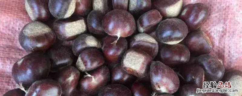 栗子的储存方法 栗子的储存方法是什么