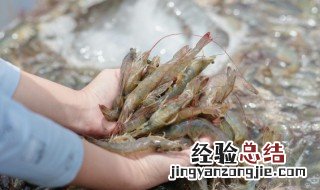 怎样做蒜蓉粉丝蒸大虾 粉丝蒜蓉蒸大虾怎么做