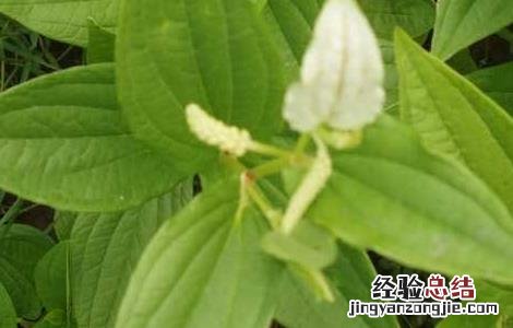 三白草的功效与作用点 三白草的功效与作用