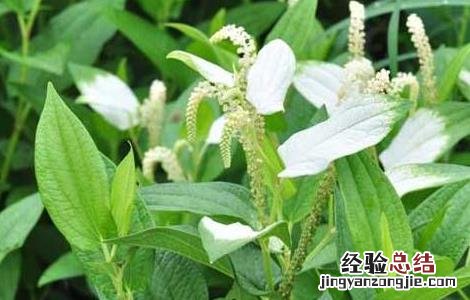 三白草的功效与作用点 三白草的功效与作用