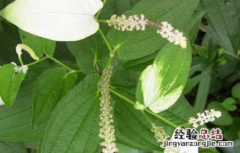 三白草的功效与作用点 三白草的功效与作用