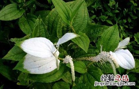 三白草的功效与作用点 三白草的功效与作用