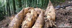 冬笋什么时候开始采挖什么时候结束 冬笋什么时候开始采挖