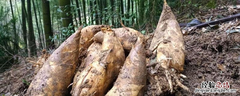 冬笋什么时候开始采挖什么时候结束 冬笋什么时候开始采挖