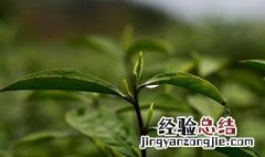 三叶香茶菜真实图片 三叶香茶功效与作用