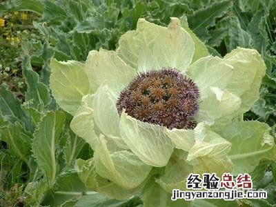 雪莲花的吃法和做法 雪莲花的吃法