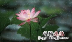 季羡林的散文代表作品 季羡林的散文名篇是什么