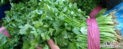 香菜怎么保存不黄 香菜冬天怎样保存不黄不烂