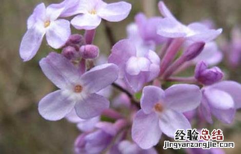 甘遂和芫花的功效与作用 芫花的功效与作用
