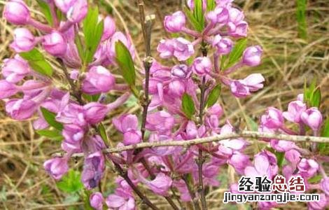 甘遂和芫花的功效与作用 芫花的功效与作用