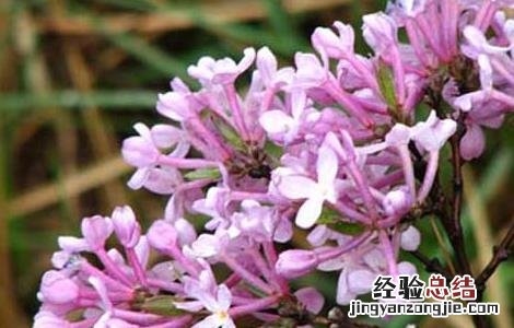 甘遂和芫花的功效与作用 芫花的功效与作用
