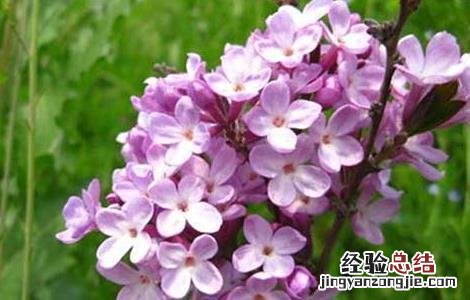 甘遂和芫花的功效与作用 芫花的功效与作用