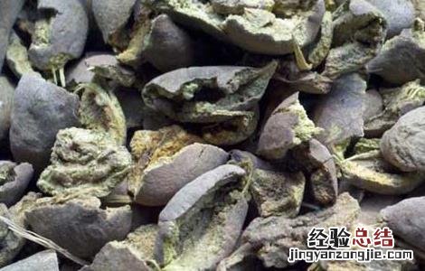 诃子的功效与作用图片 诃子的功效与作用