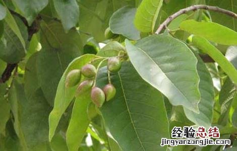 诃子的功效与作用图片 诃子的功效与作用