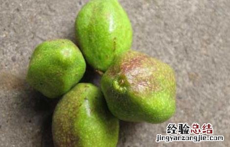 诃子的功效与作用图片 诃子的功效与作用