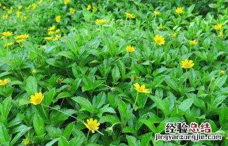 蟛蜞菊的功效与作用 黄花蟛蜞菊的功效与作用