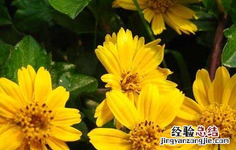 蟛蜞菊的功效与作用 黄花蟛蜞菊的功效与作用