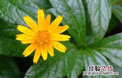 蟛蜞菊的功效与作用 黄花蟛蜞菊的功效与作用