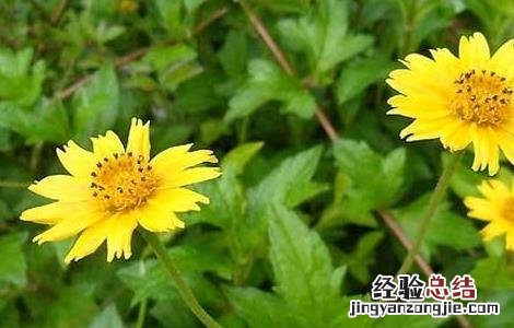 蟛蜞菊的功效与作用 黄花蟛蜞菊的功效与作用
