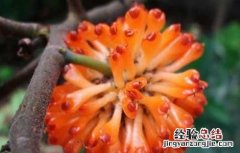 楮实子的功效与作用 威灵仙和楮实子的功效与作用