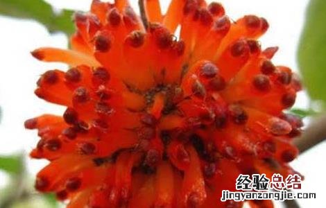 楮实子的功效与作用 威灵仙和楮实子的功效与作用