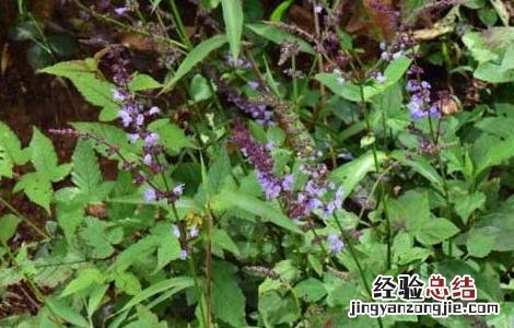 紫参的功效与作用 中药紫参的功效与作用