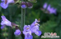 紫参的功效与作用 中药紫参的功效与作用